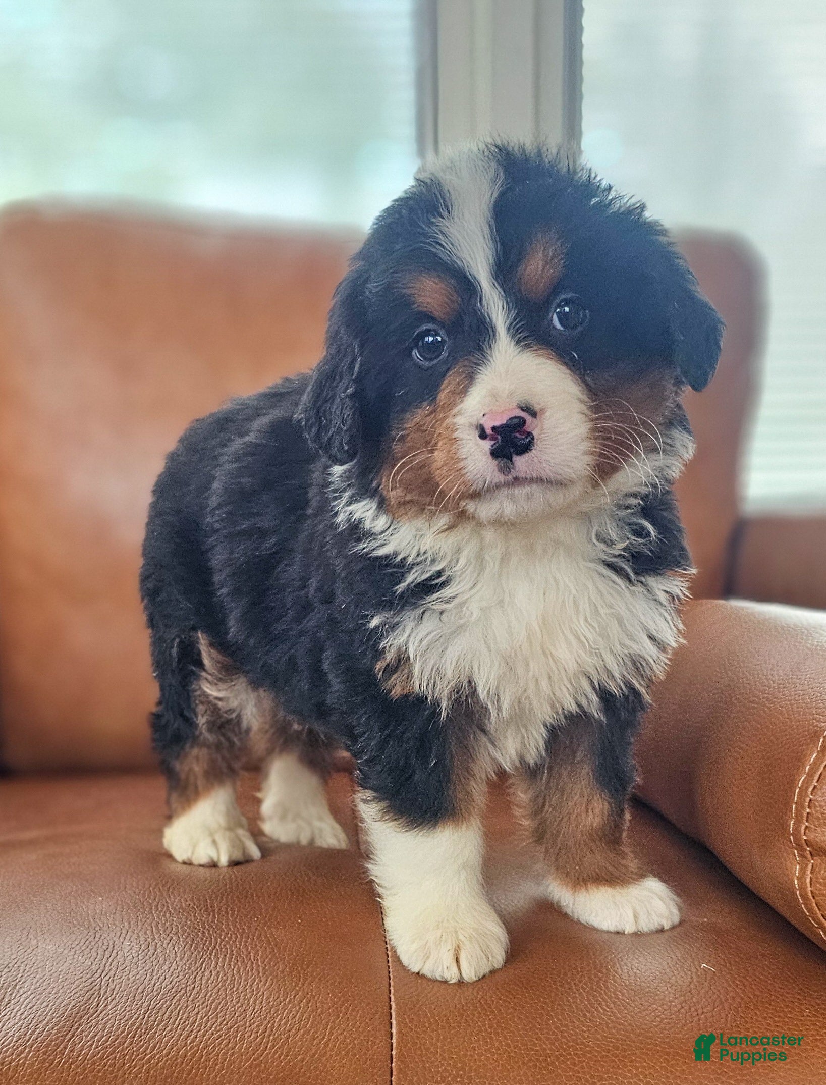 Bernedoodle dogs Buck - Ad 2