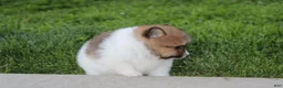 Pomeranian dogs for sale: Theo - Ad 8
