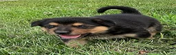 Mixed Breed dogs for sale: Maverick - Ad 3