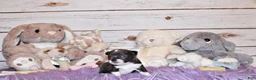 Chihuahua dogs for sale: Fergie - Ad 3