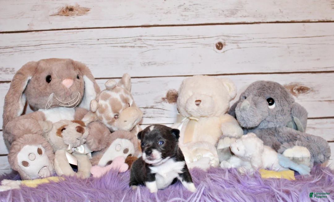 Chihuahua dogs for sale: Fergie - Ad 3