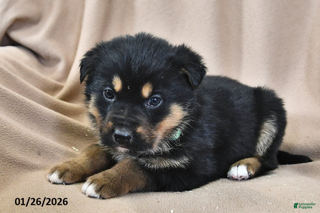 Mixed Breed dogs for sale: Max  - Ad 2