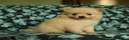 Pomeranian dogs for sale: Dolly - Ad 4