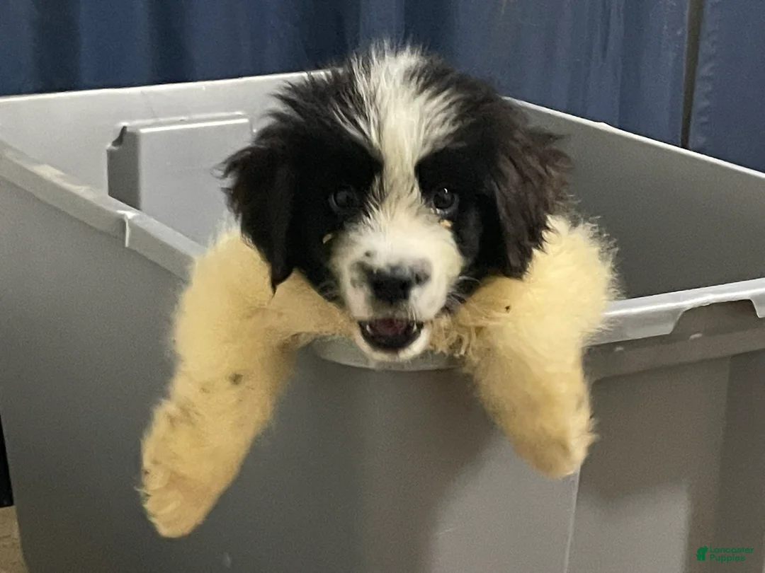 Newfoundland dogs for sale: Bruce - Ad 1