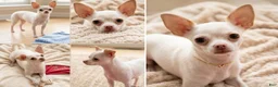 Chihuahua dogs for sale: Chihuahua 2 - Ad 4