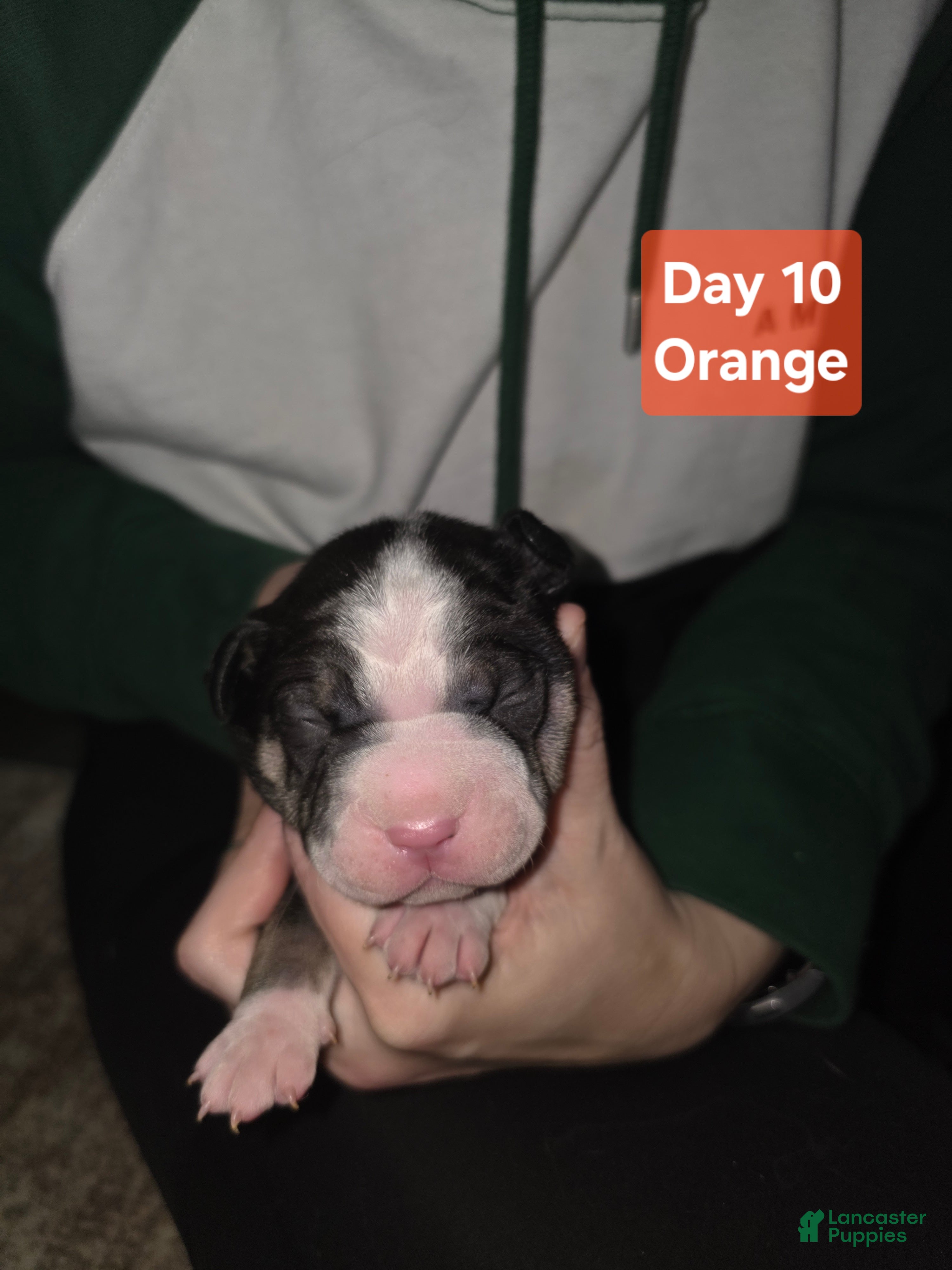 Mixed Breed dogs Orange *Updated 1/28 - Ad 25