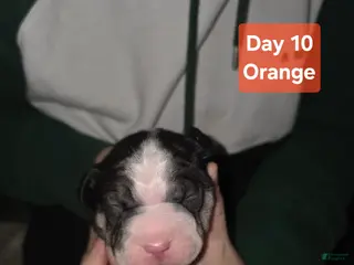 Mixed Breed dogs Orange *Updated 1/28 - Ad 25