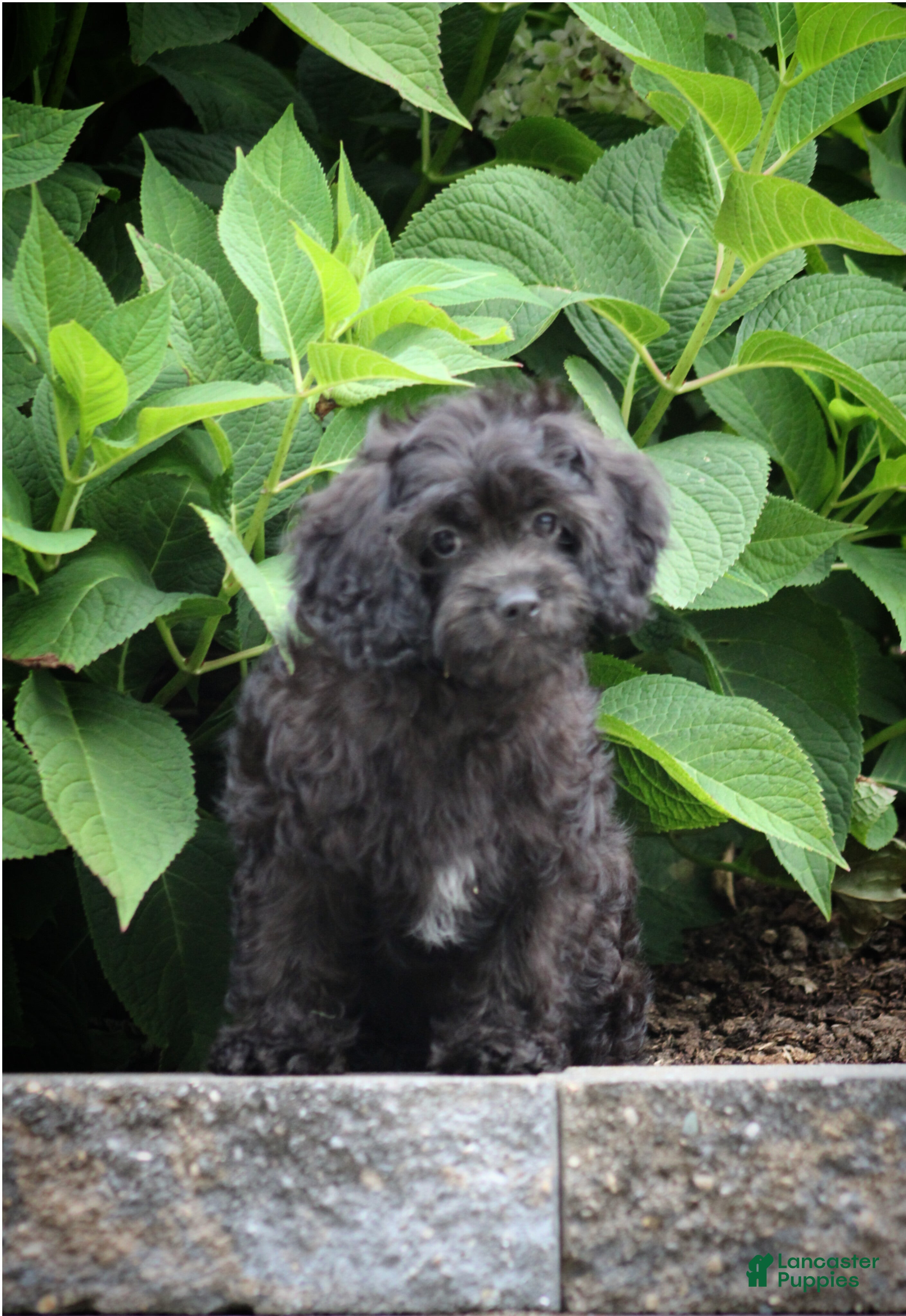 Cavapoo dogs Allie - Ad 1