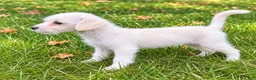 Westiepoo dogs for sale: Rosie - Ad 4