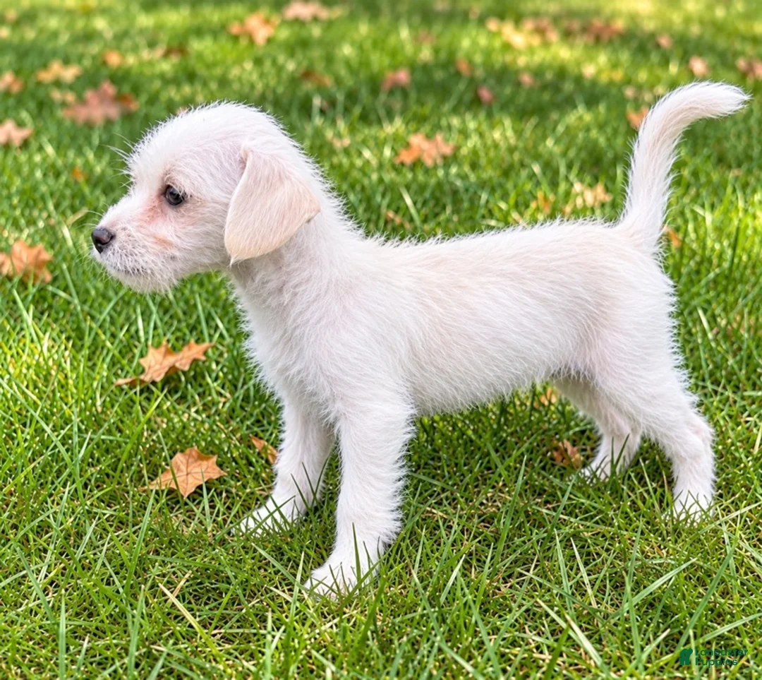 Westiepoo dogs for sale: Rosie - Ad 4