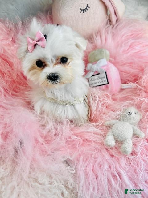 Maltese dogs Maltese Puppy 1 - Ad 4