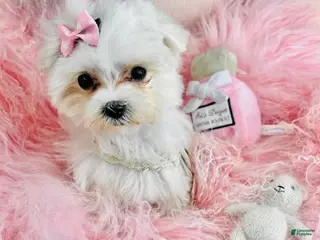 Maltese dogs Maltese Puppy 1 - Ad 4