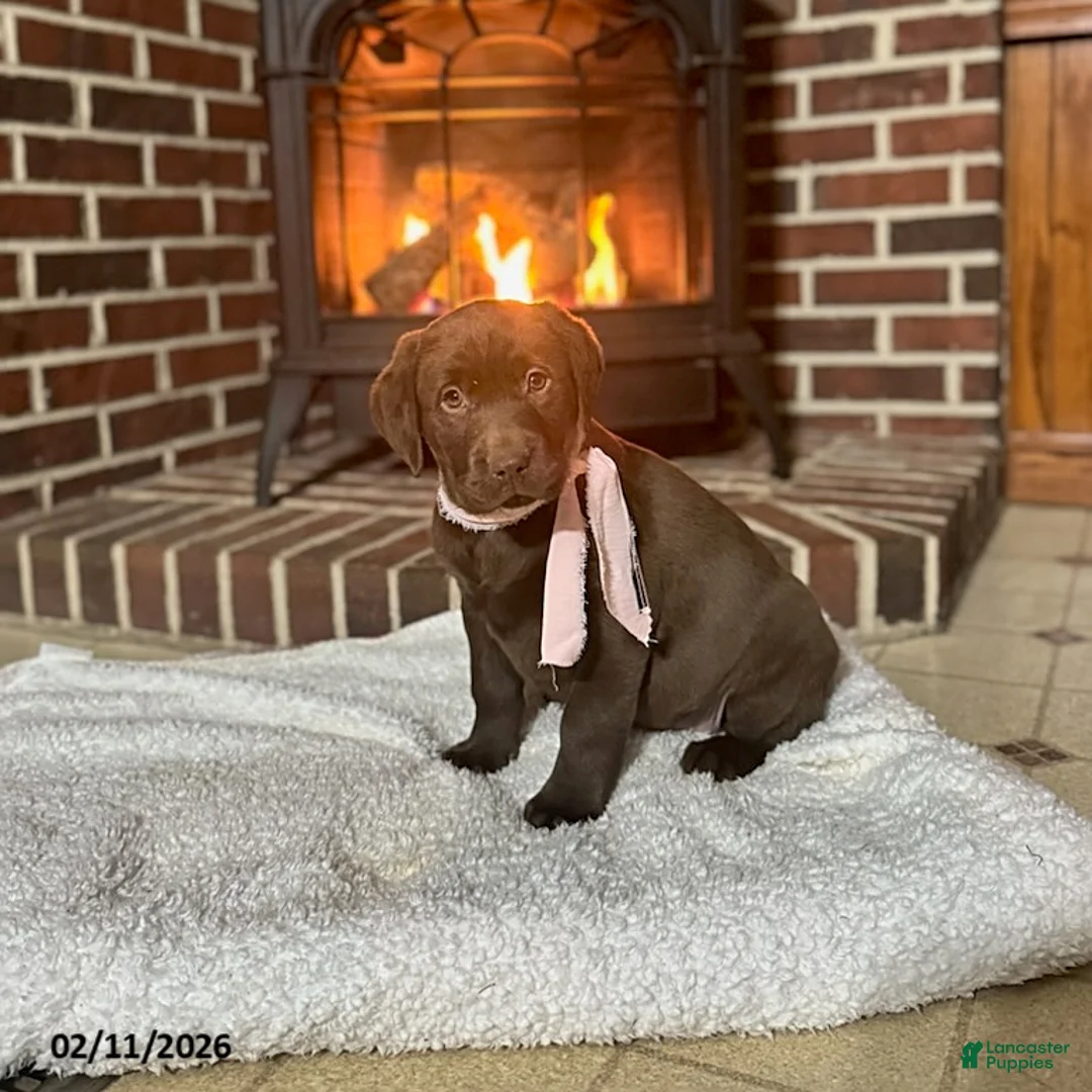 Labrador Retriever dogs for sale: Belle - Ad 4