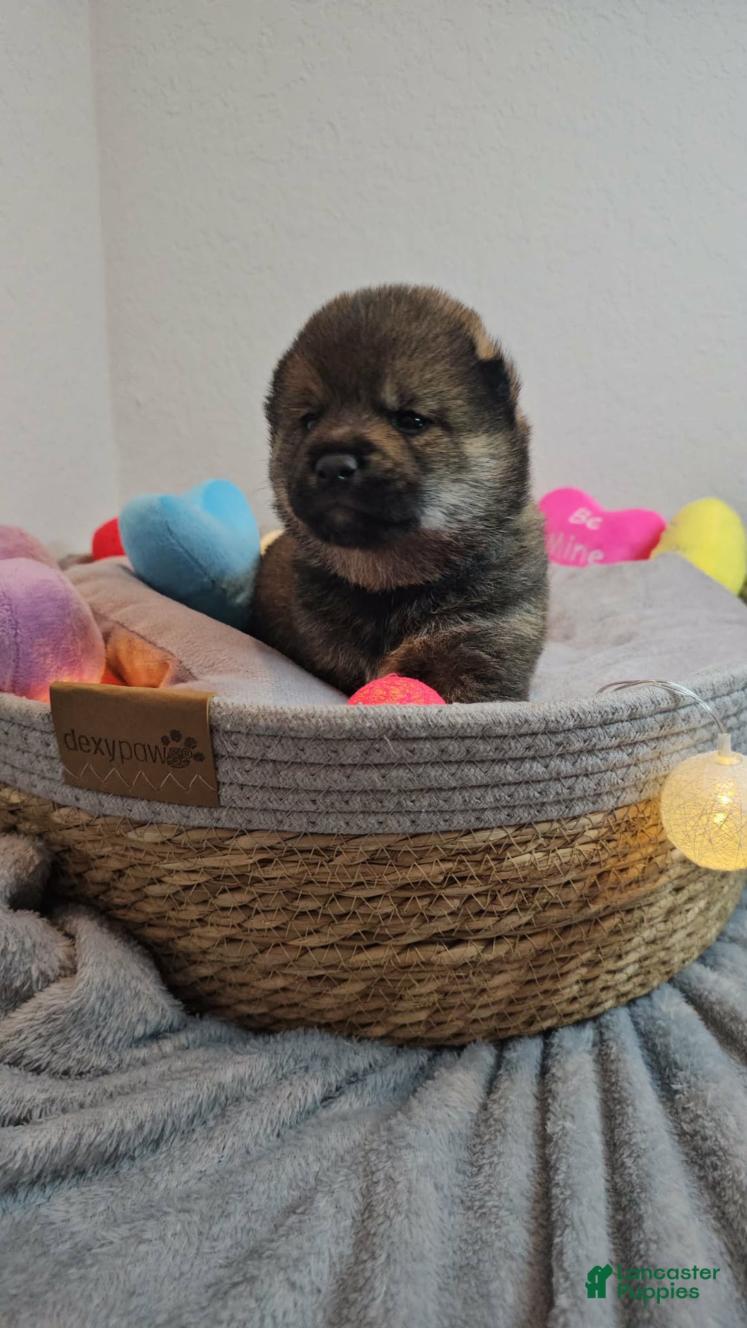 Shiba Inu dogs for sale: Mori - Ad 11