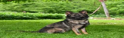 German Shepherd dogs for sale: Lion - Ad 4