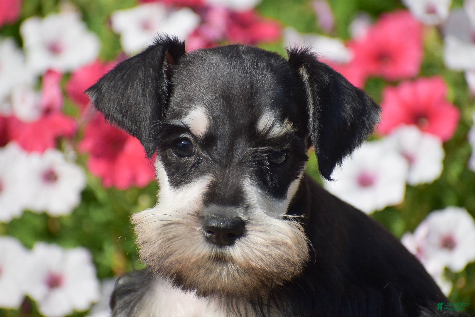 Miniature Schnauzer dogs Amanda - Mini - Ad 2
