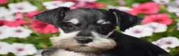 Miniature Schnauzer dogs for sale: Amanda - Mini - Ad 2
