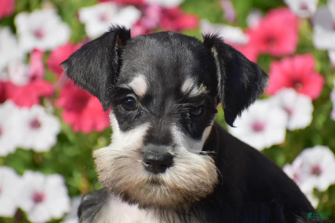 Miniature Schnauzer dogs for sale: Amanda - Mini - Ad 2