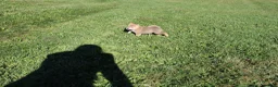 Shiba Inu dogs for sale: Boots - Ad 3
