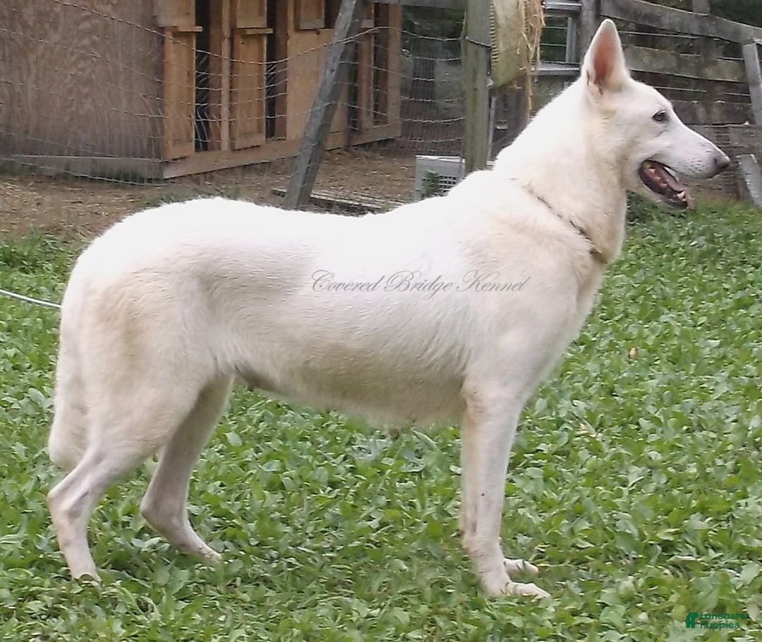 German Shepherd dogs for sale: Blizzard - Ad 3