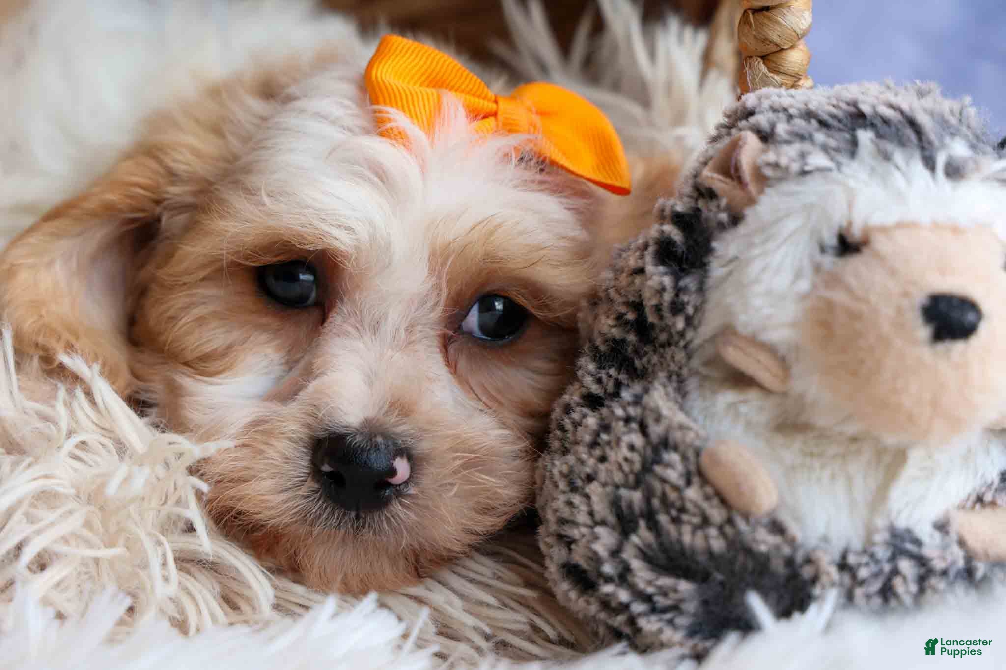 Cavachon dogs ROMEO - Ad 2