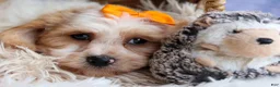 Cavachon dogs for sale: ROMEO - Ad 2