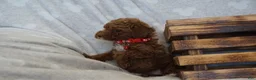 Miniature Poodle dogs for sale: Flora - Ad 8