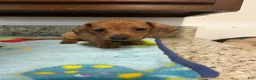 Miniature Dachshund dogs for sale: Addie - Ad 2