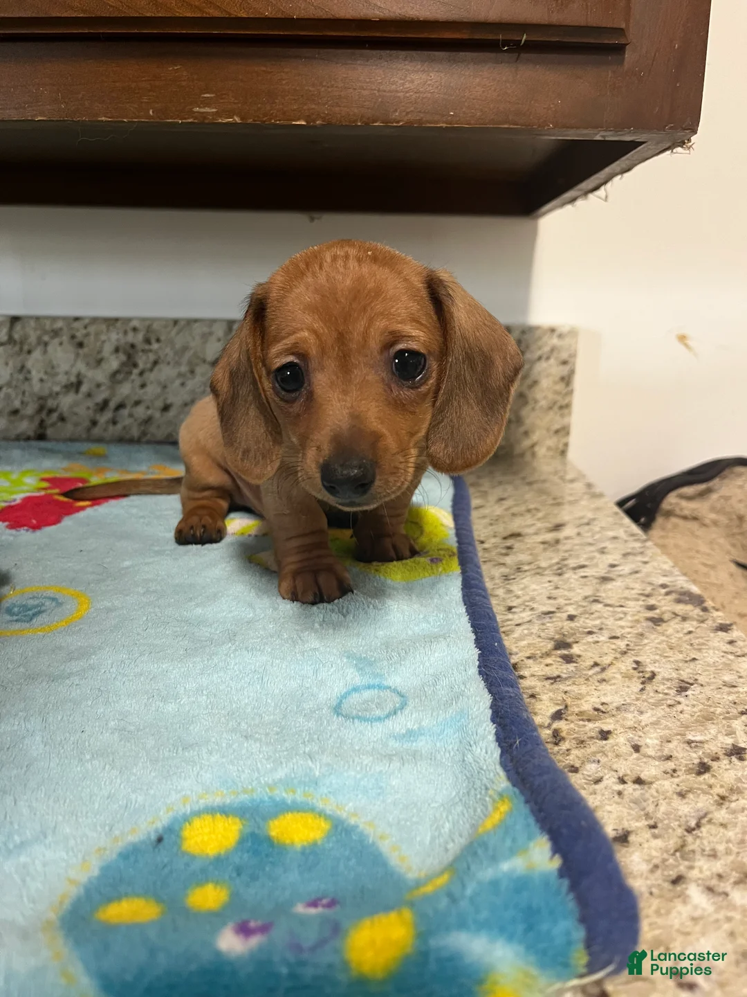 Miniature Dachshund dogs for sale: Addie - Ad 2