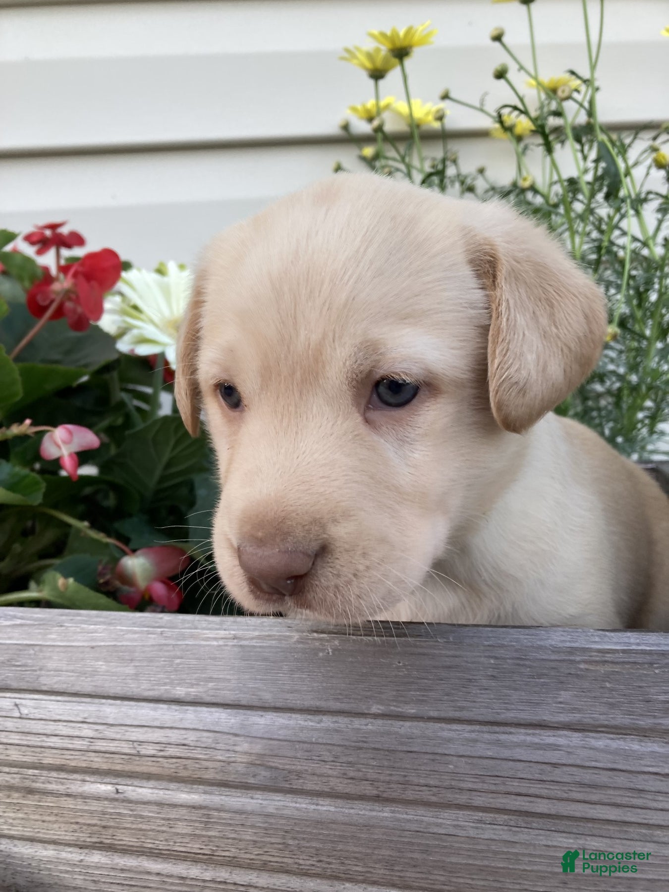 Labrador Retriever dogs for sale: Mandy - Ad 2