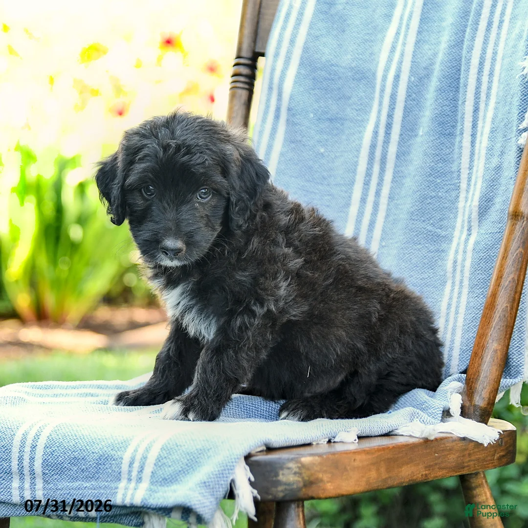 Mini Aussiedoodle dogs for sale: Aiden - Ad 3