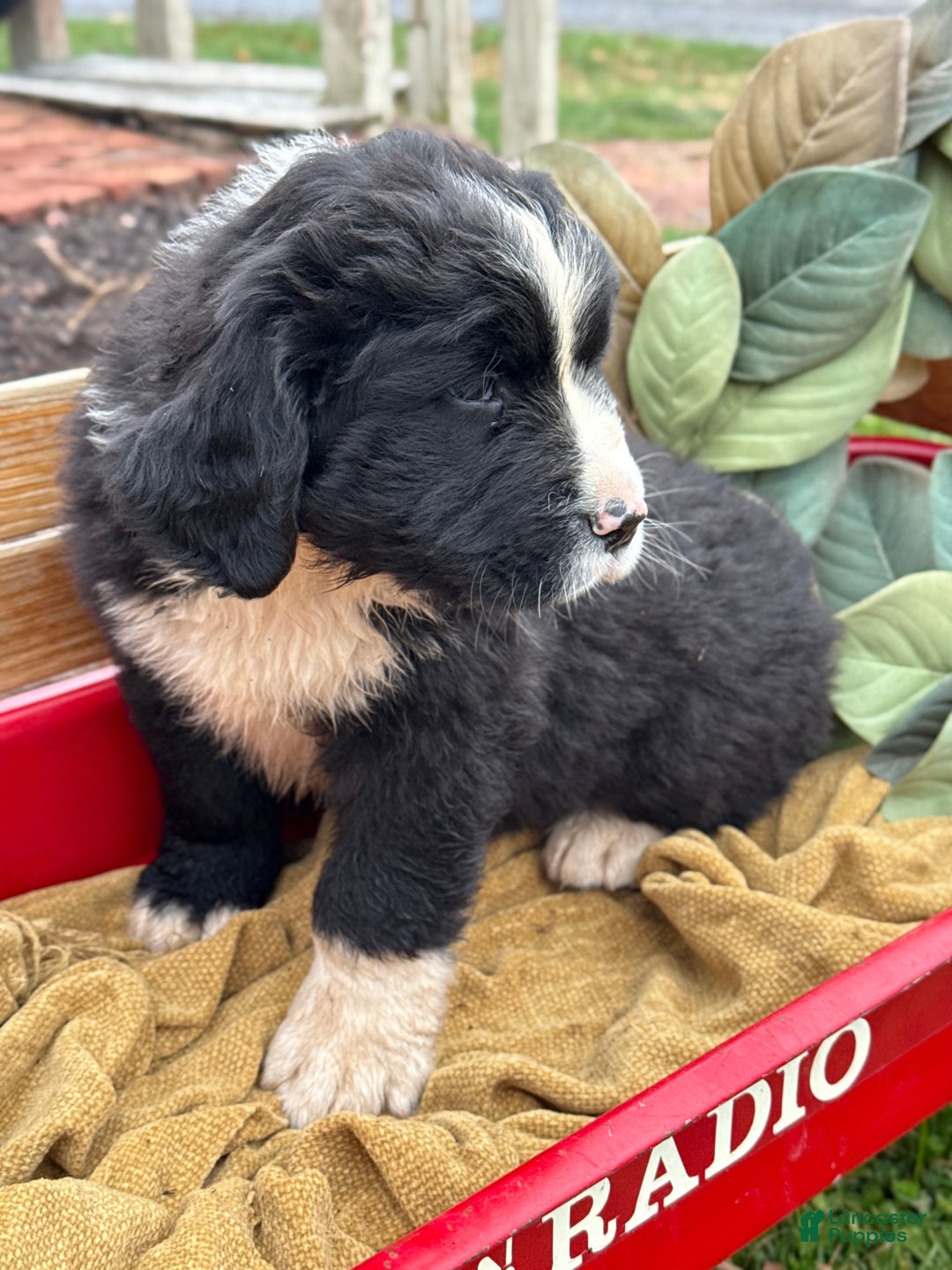 Mixed Breed dogs for sale: Wellington - Ad 2