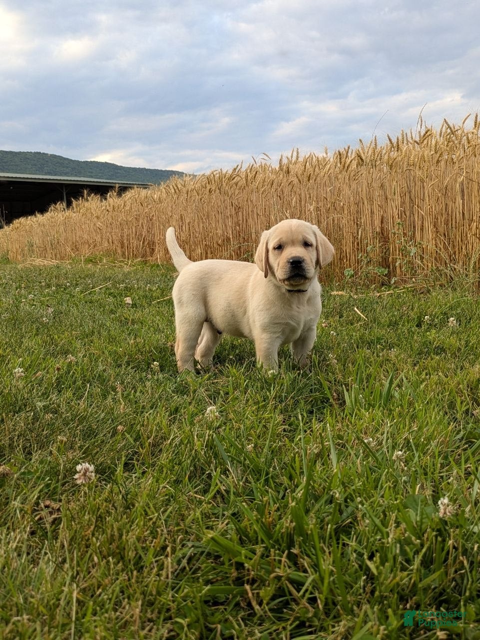 Labrador Retriever dogs Colby - Ad 1