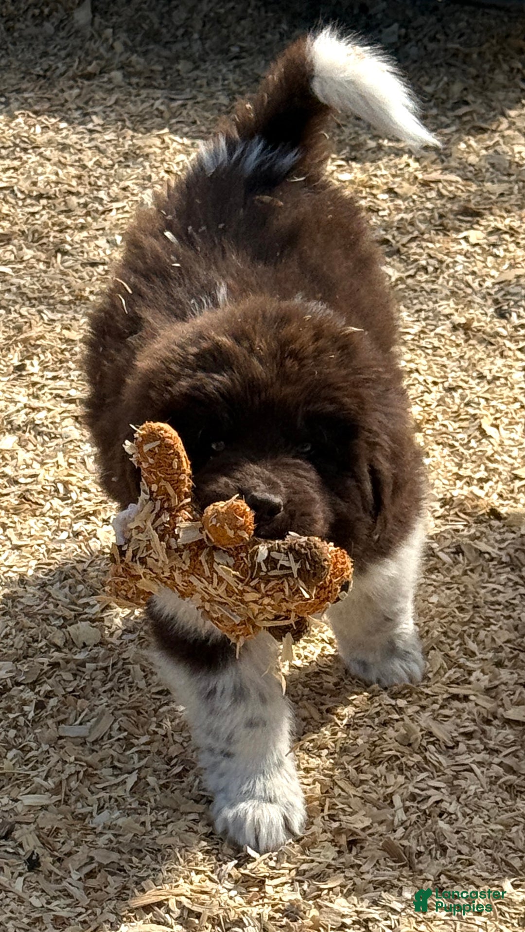 Newfoundland dogs for sale: Rudolph  - Ad 3