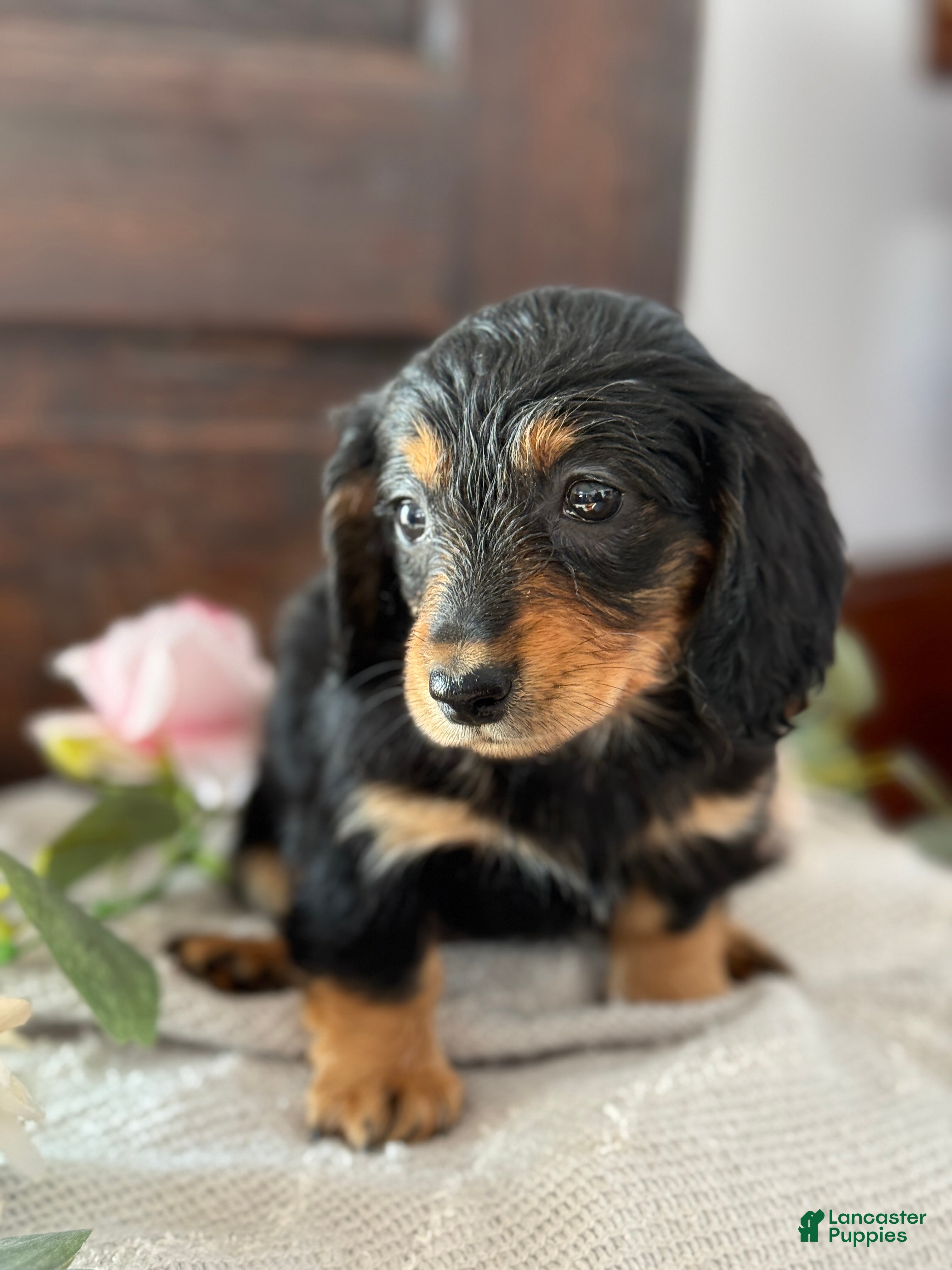 Miniature Dachshund dogs Mac - Ad 2