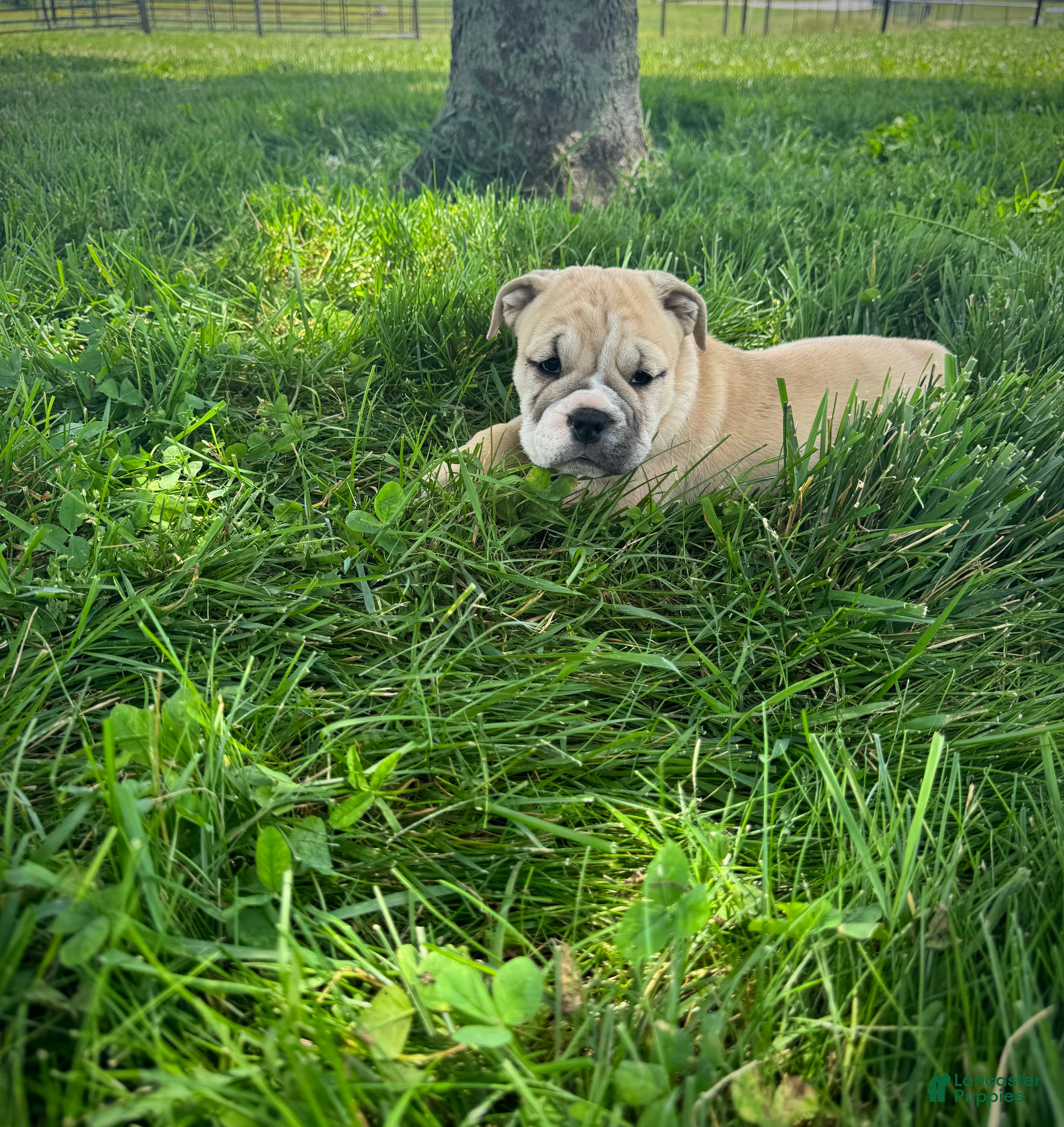 English Bulldog dogs Maggie - Ad 1