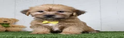 Shorkie dogs for sale: Tyler - Ad 3