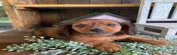 Miniature Dachshund dogs for sale: Bo - Ad 11