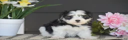 Havanese dogs for sale: Kevin - Ad 4