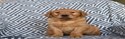 Golden Retriever dogs for sale: Lemon - Ad 2