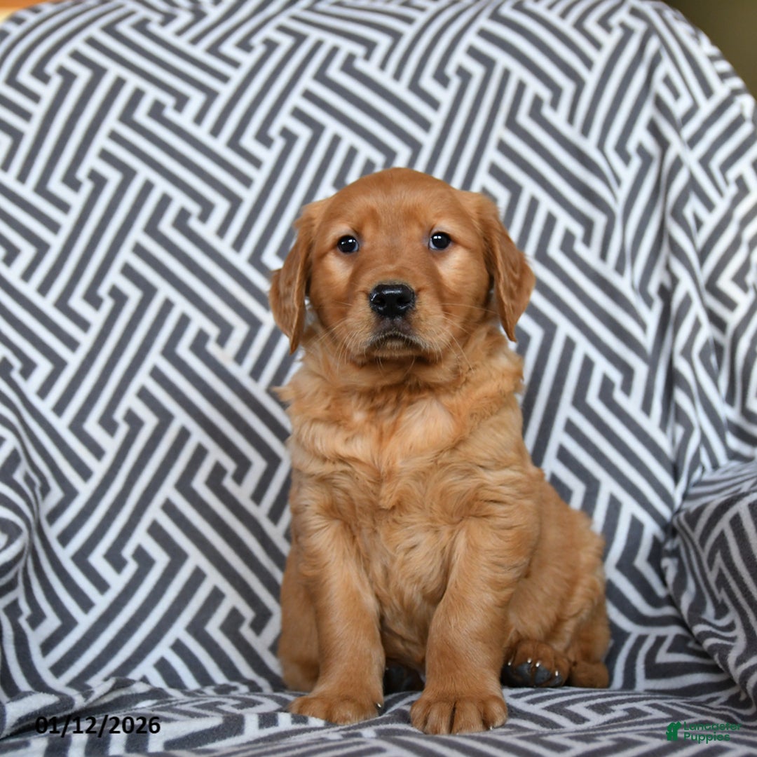 Golden Retriever dogs for sale: Lemon - Ad 2