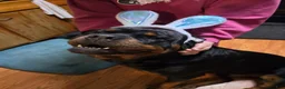 Rottweiler dogs for stud: Akc pedigree Stud - Ad 4