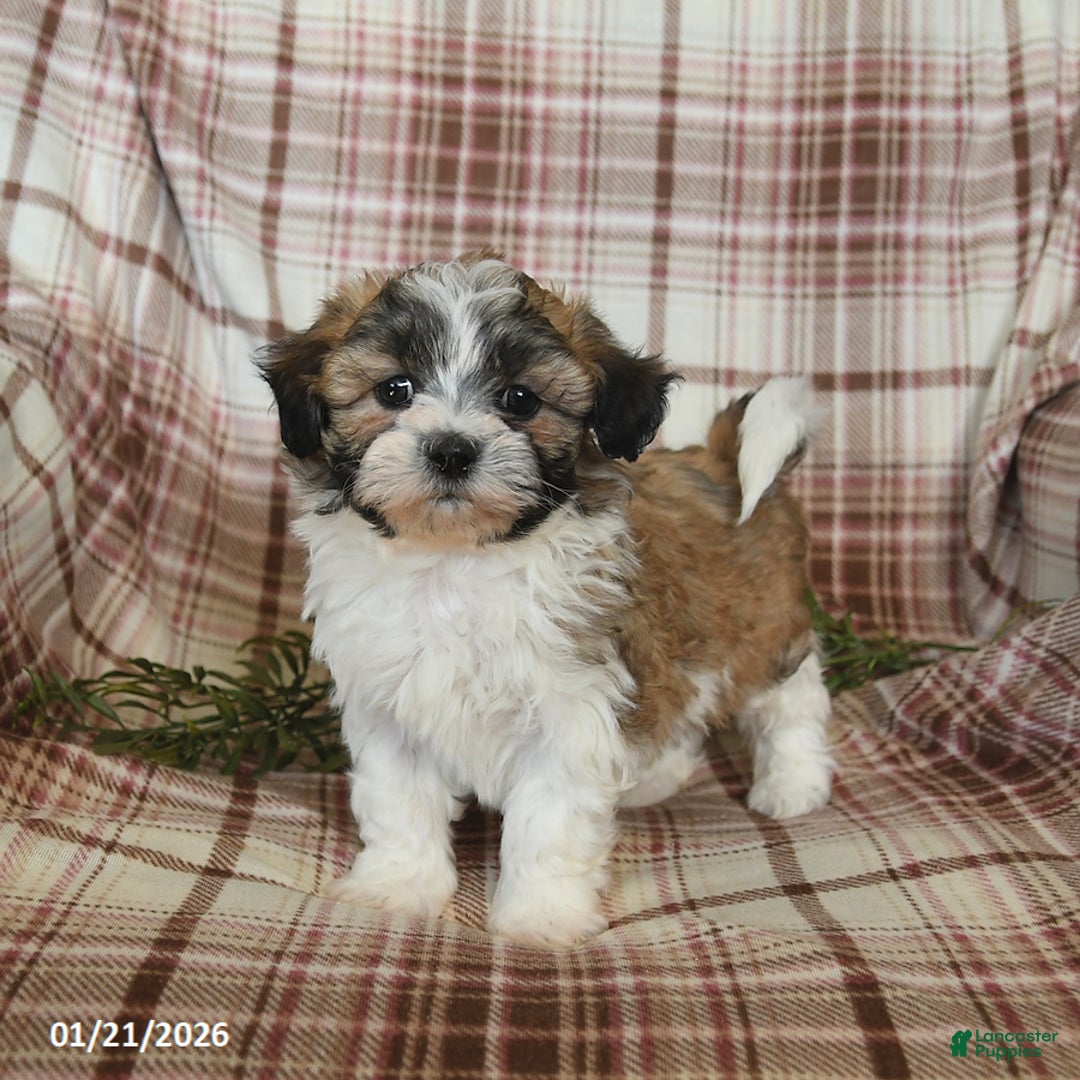 Teddy Bear dogs for sale: North - Ad 4