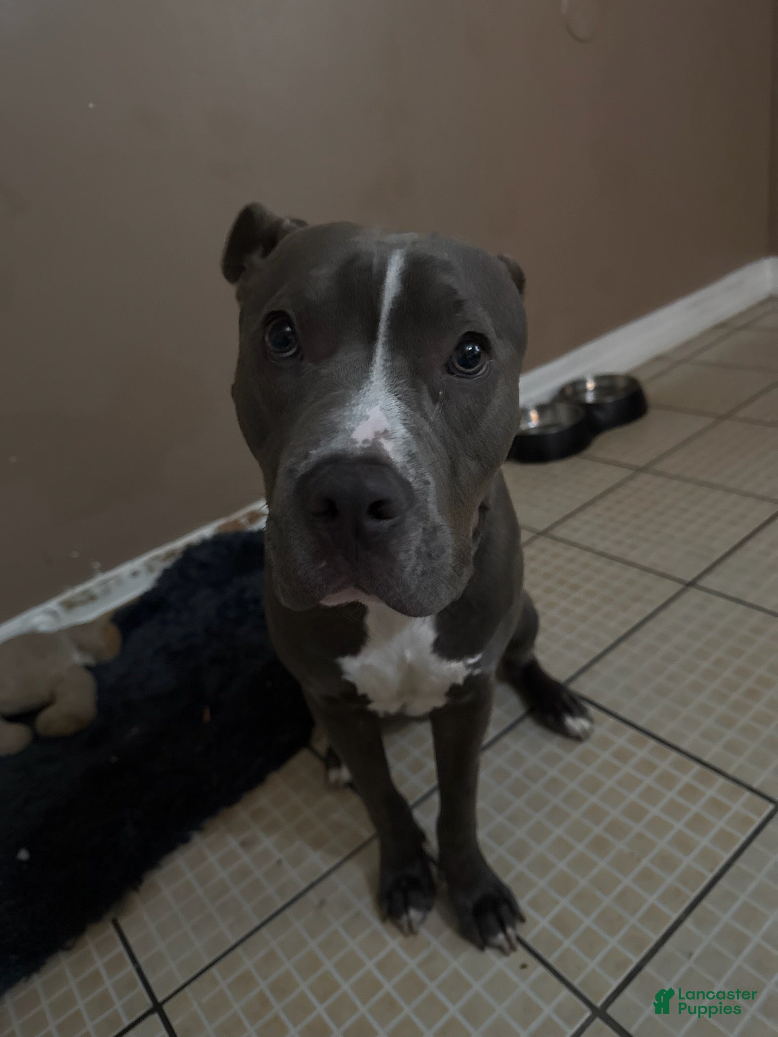 American Pit Bull Terrier dogs Coco - Ad 1