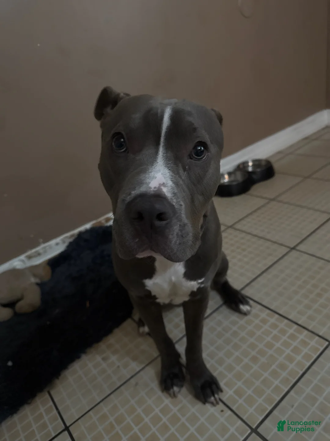 American Pit Bull Terrier dogs for sale: Coco - Ad 1