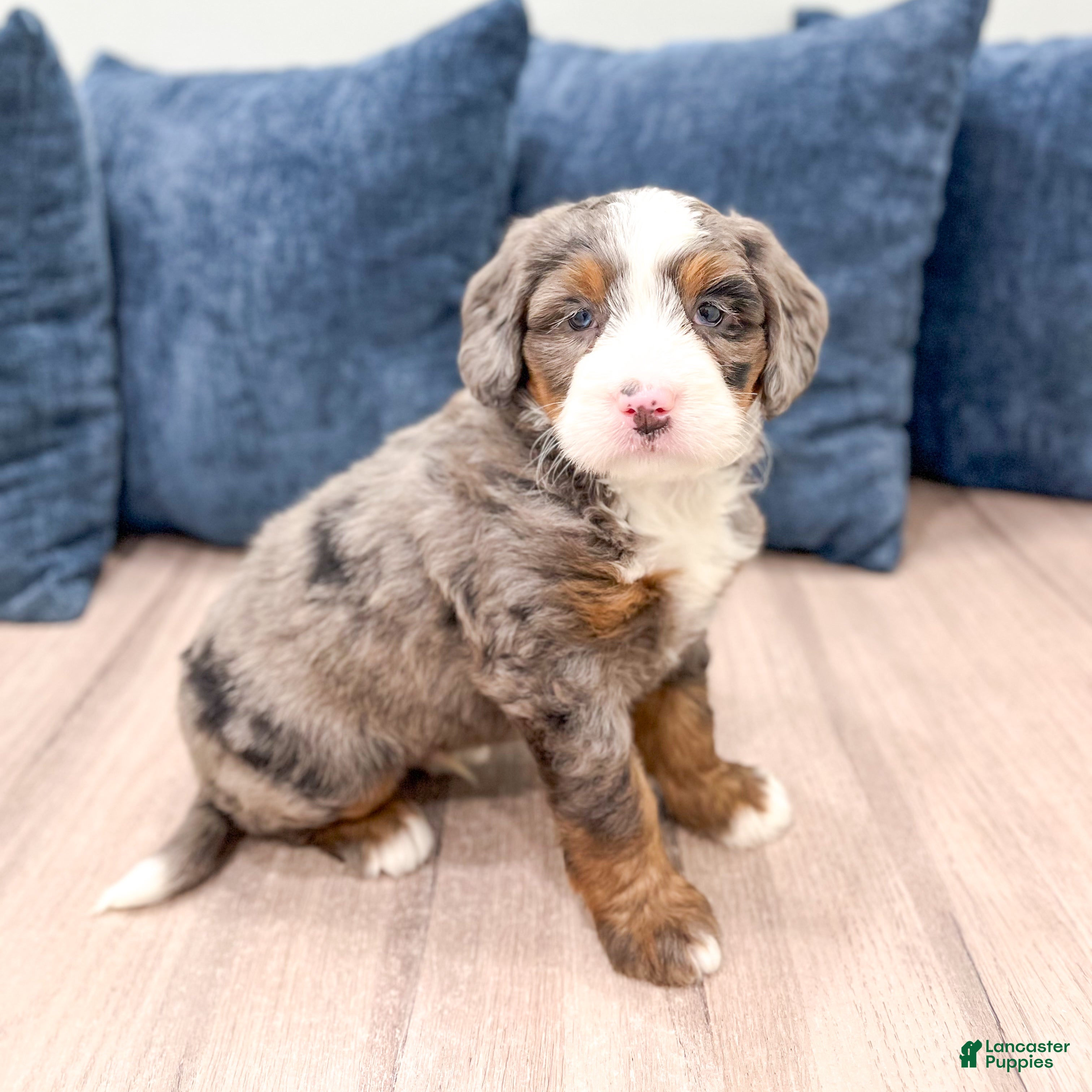 Mini Bernedoodle dogs Dexter - Ad 1
