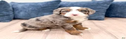 Mini Bernedoodle dogs for sale: Dexter - Ad 1
