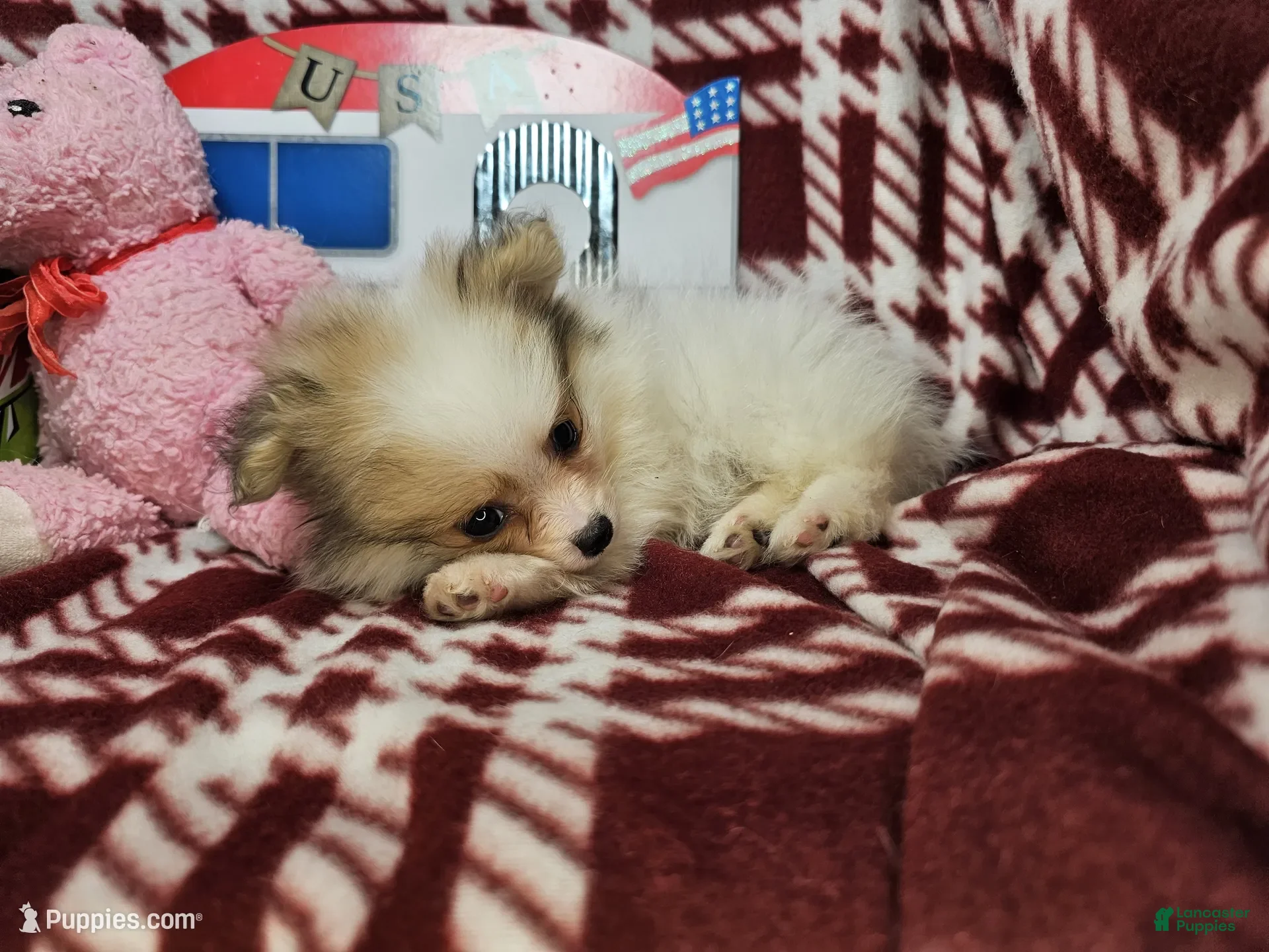 Pomeranian dogs for sale: Farra Faucet (4.5 lbs) - Ad 4