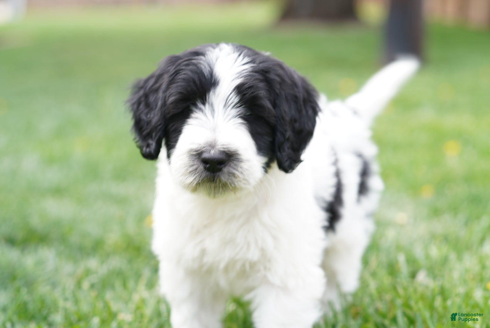 Portuguese Water Dog dogs Kyler - Ad 1