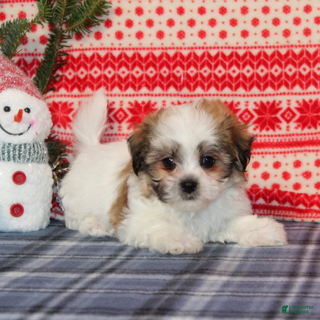 Teddy Bear dogs for sale: Frankie - Ad 4